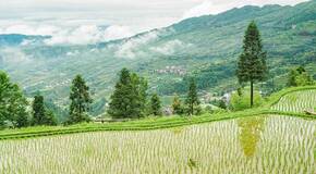 农村征地树木赔偿标准